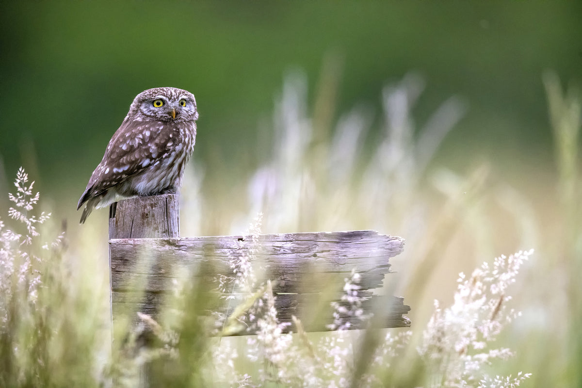 canvas-print-little-owl-x