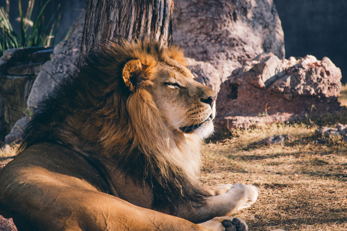 framedcanvas-print-lion-is-sunning-himself