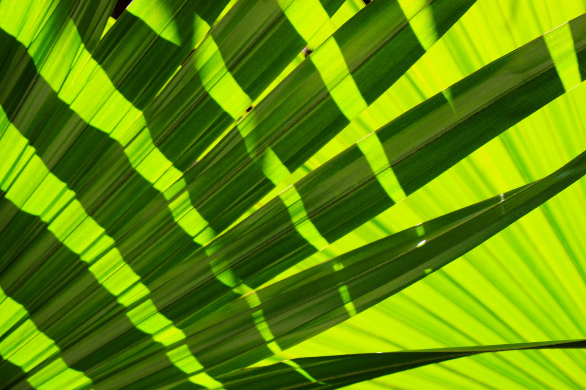 canvas-print-the-palm-leaf-in-xl