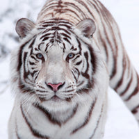 4-piece-aluminium-print-the-king-tiger
