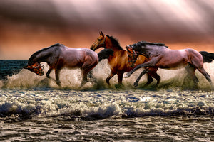 framedposter-print-freedom-for-horses
