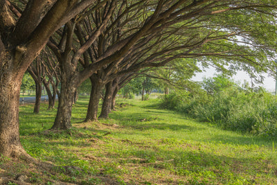 poster-print-mature-trees