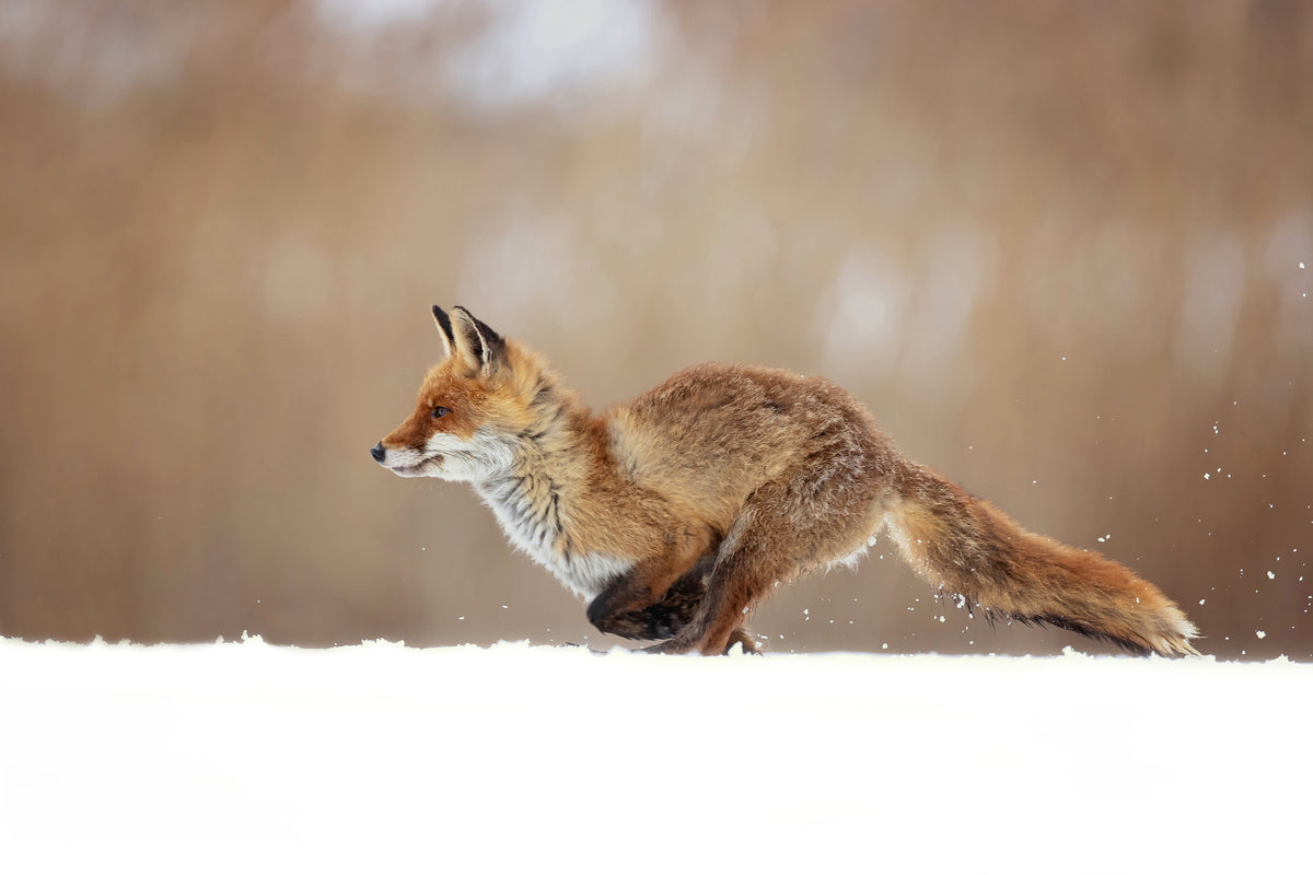 canvas-print-red-fox-xmv
