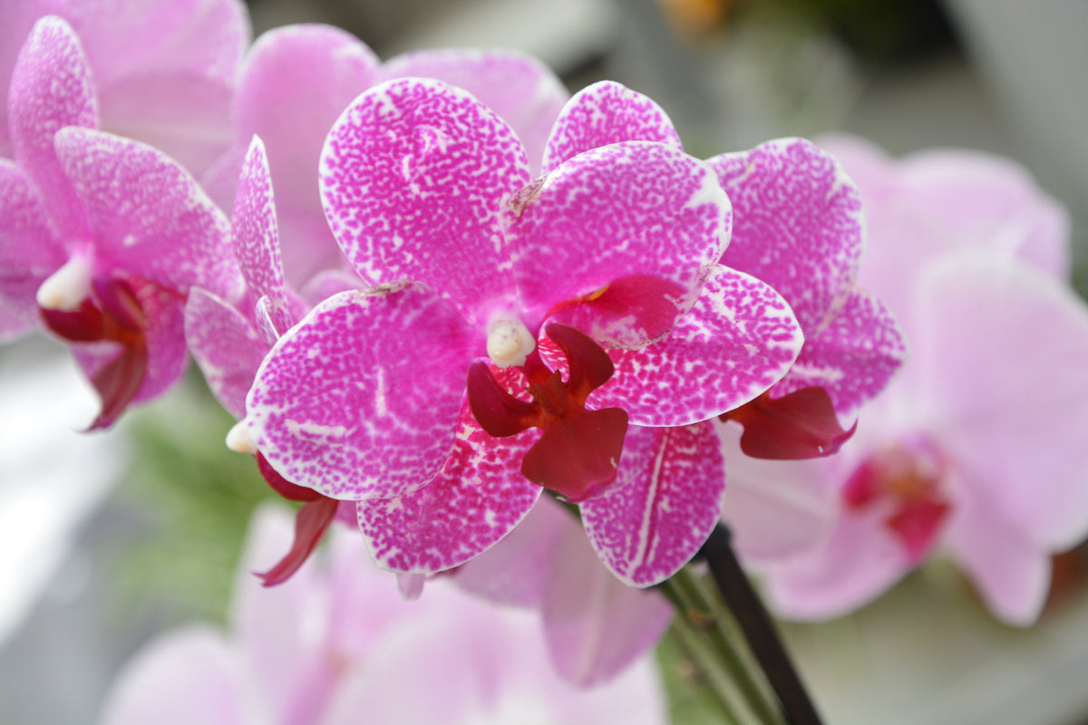 3-piece-aluminium-print-purple-orchids-in-bloom