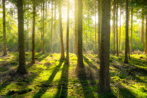 acrylic-print-in-the-middle-of-the-woods