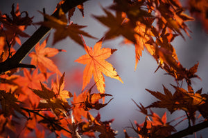 modern-3-piece-canvas-print-maple-leaves-in-autumn