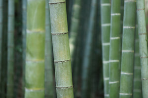 3-piece-aluminium-print-bamboo-in-xxl