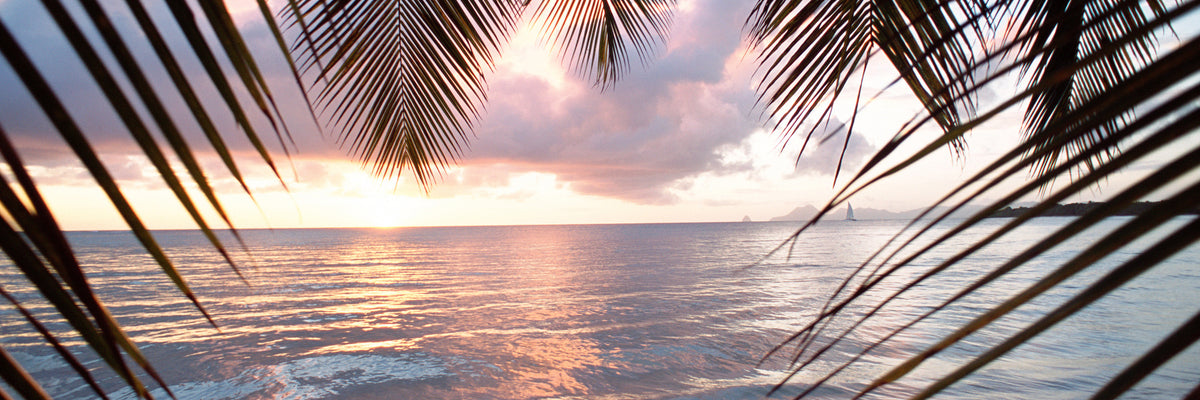 panoramic-3-piece-canvas-print-under-palm-leaves-panorama
