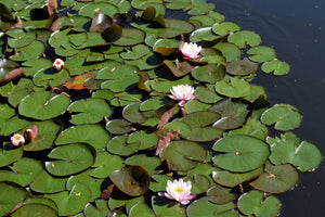 framedcanvas-print-white-water-lilies-in-the-pond