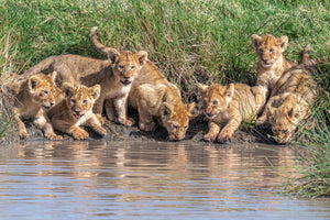 framedposter-print-putting-the-band-back-together-x