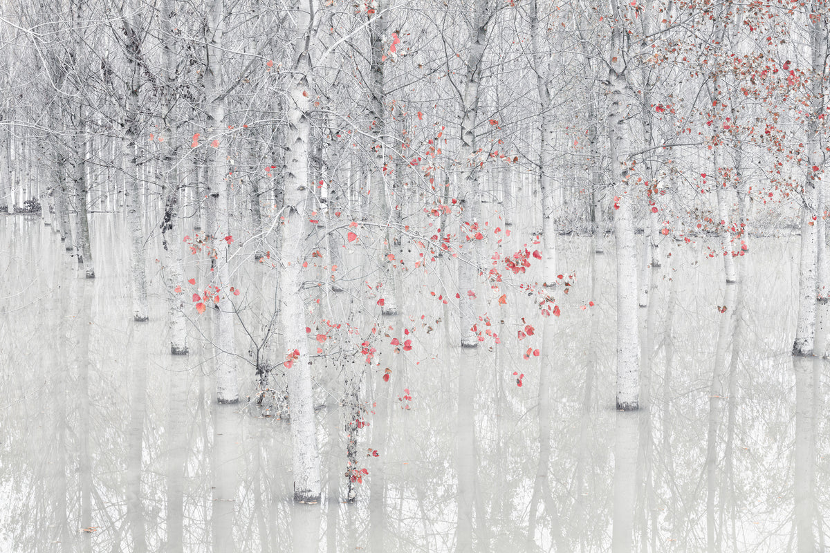 acrylic-print-red-a-white-x