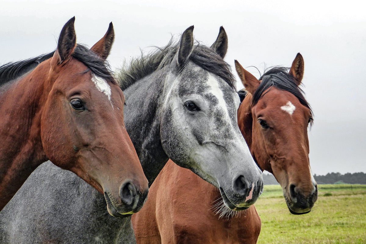 3-piece-aluminium-print-the-horse-trio