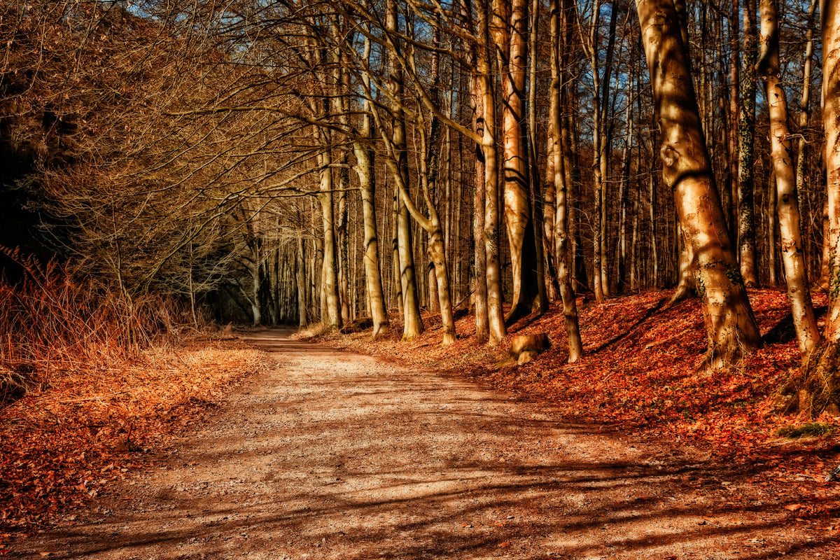 aluminium-print-nature-in-autumn