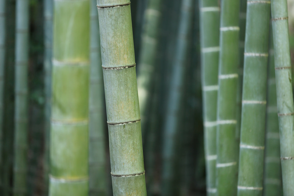 modern-3-piece-acrylic-print-bamboo-in-xxl