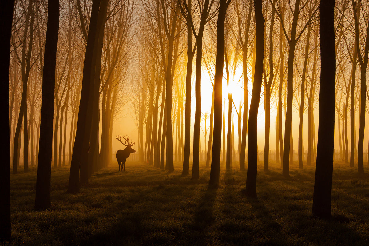 acrylic-print-once-upon-a-time