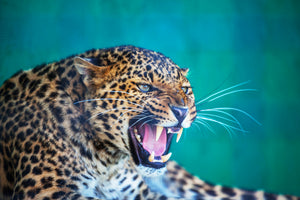 poster-print-attention-leopard