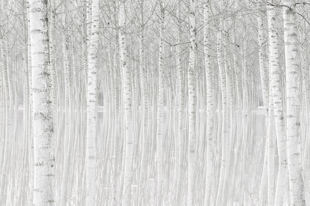 3-piece-canvas-print-trees