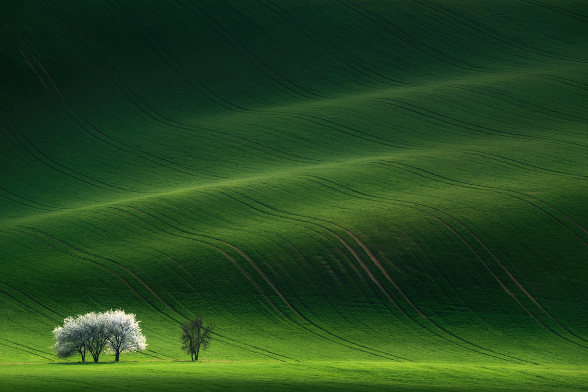 framedposter-print-ladies-in-white