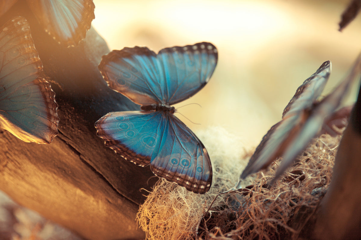 canvas-print-butterflies