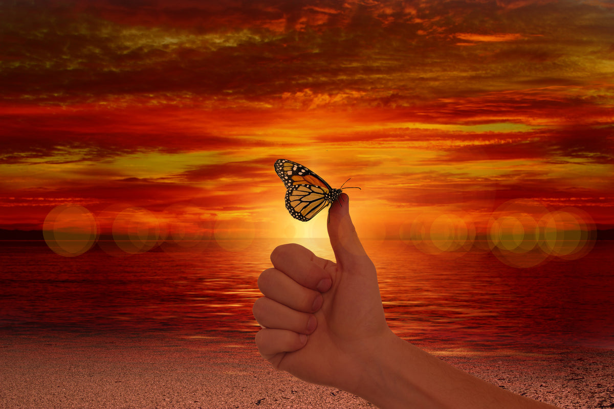 aluminium-print-the-butterfly-in-the-evening-light