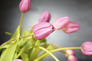 3-piece-acrylic-print-the-tulip-bouquet-in-pink