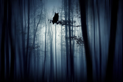 poster-print-in-the-forest-x
