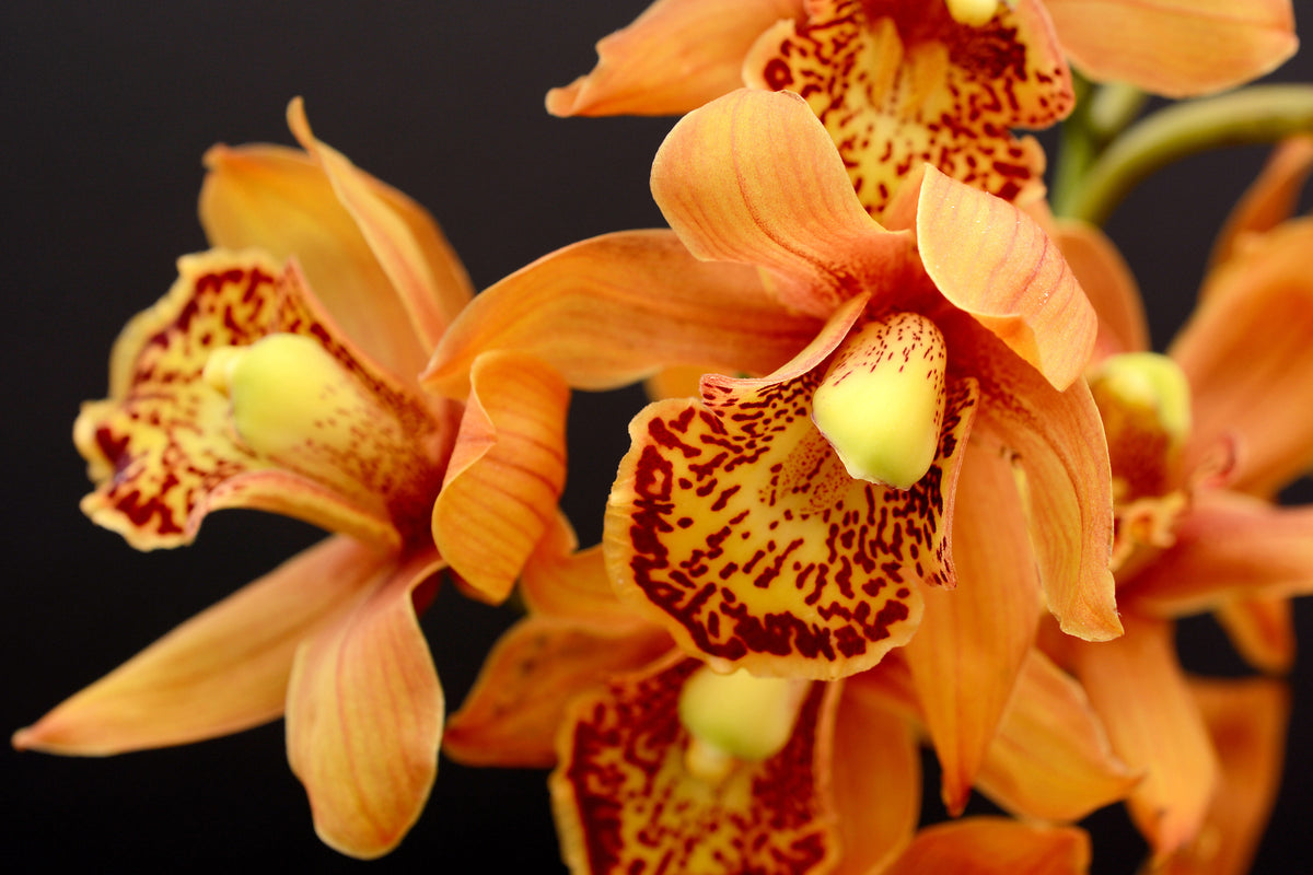 framedposter-print-orchids-with-orange-flowers