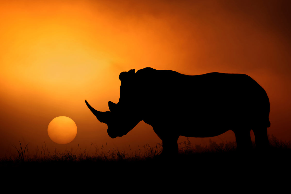 3-piece-canvas-print-rhino-sunrise