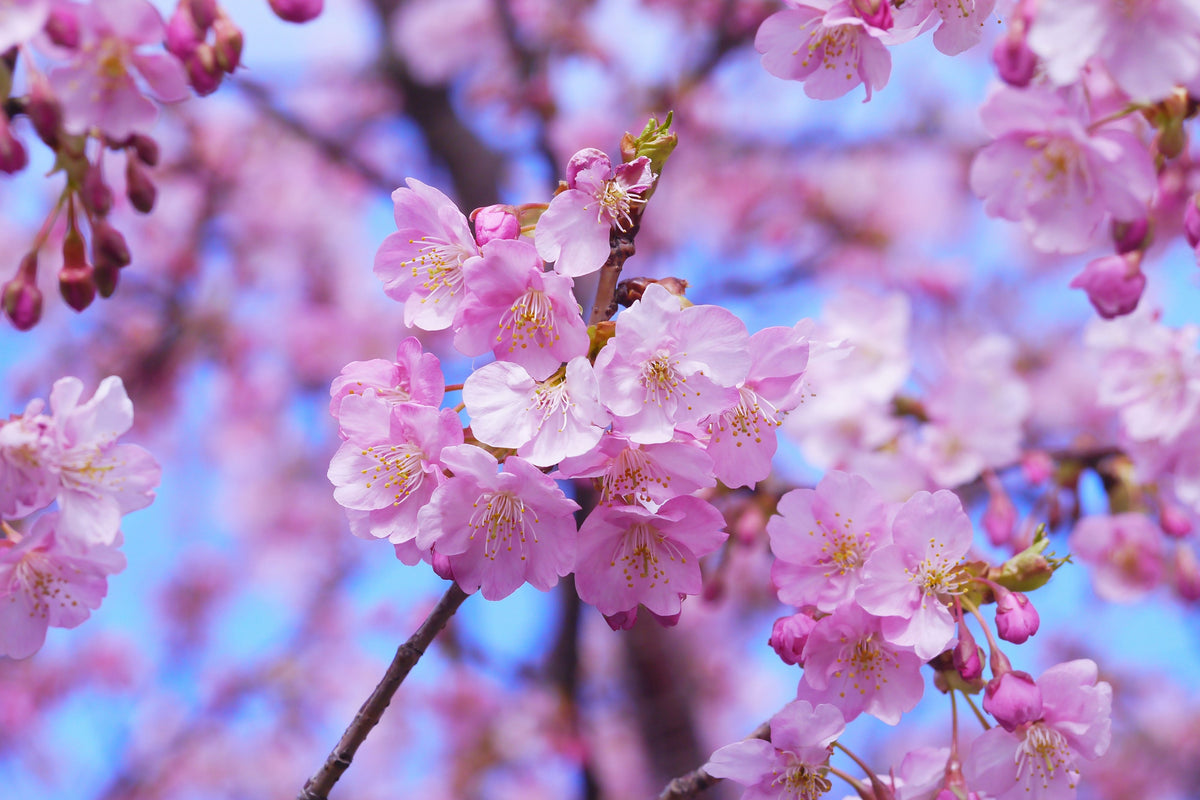 framedposter-print-gorgeous-cherry-blossom