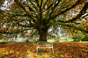 canvas-print-my-favorite-tree