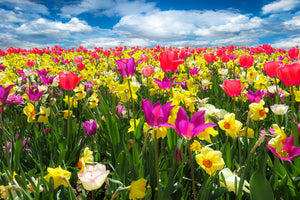 modern-3-piece-canvas-print-the-spring-awakening