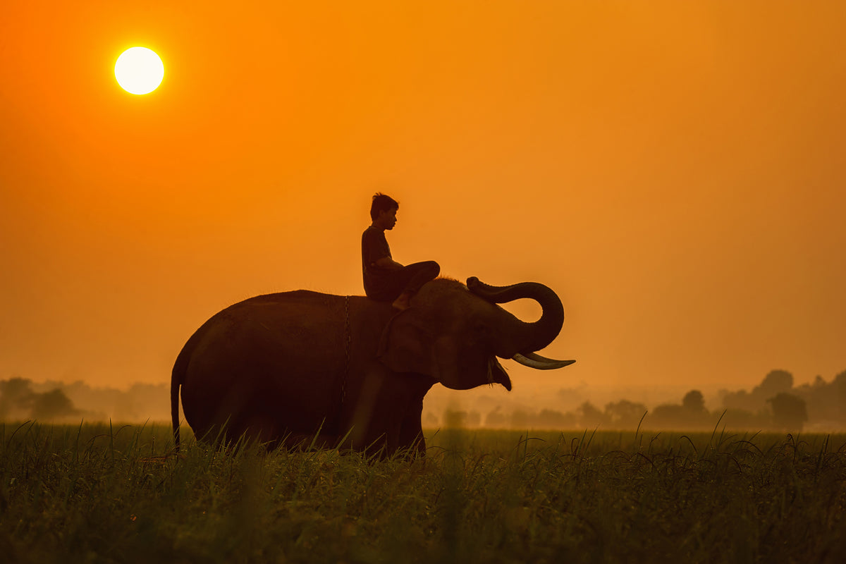 framedcanvas-print-the-holy-elephant