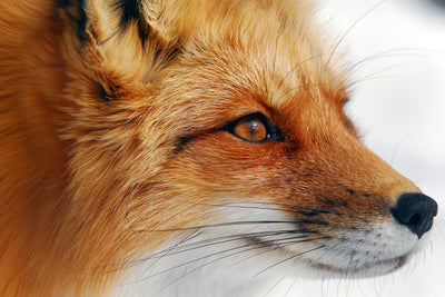poster-print-red-fox-x