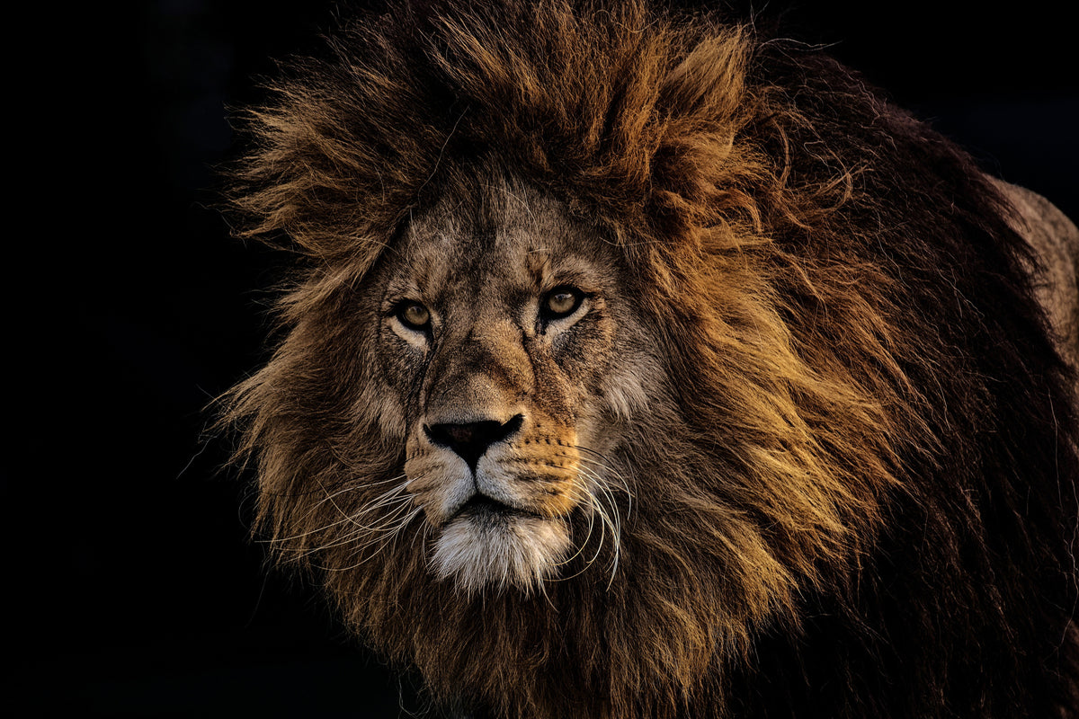 framedposter-print-portrait-of-a-lion