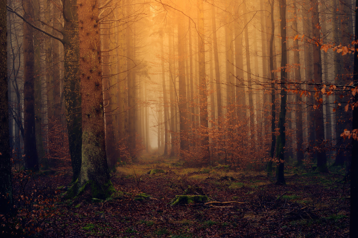 3-piece-aluminium-print-mysterious-forest