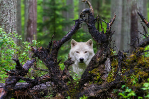 acrylic-print-wolf-x