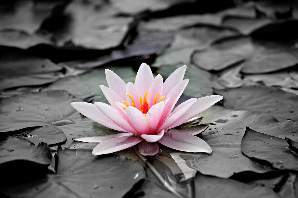 canvas-print-the-art-of-water-lily