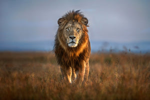 framedcanvas-print-lion-close-up-x