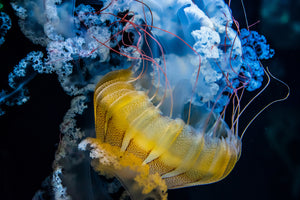 aluminium-print-underwater-dancer-x
