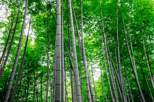 3-piece-aluminium-print-bamboo-forest