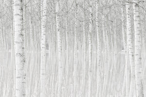 modern-3-piece-acrylic-print-trees
