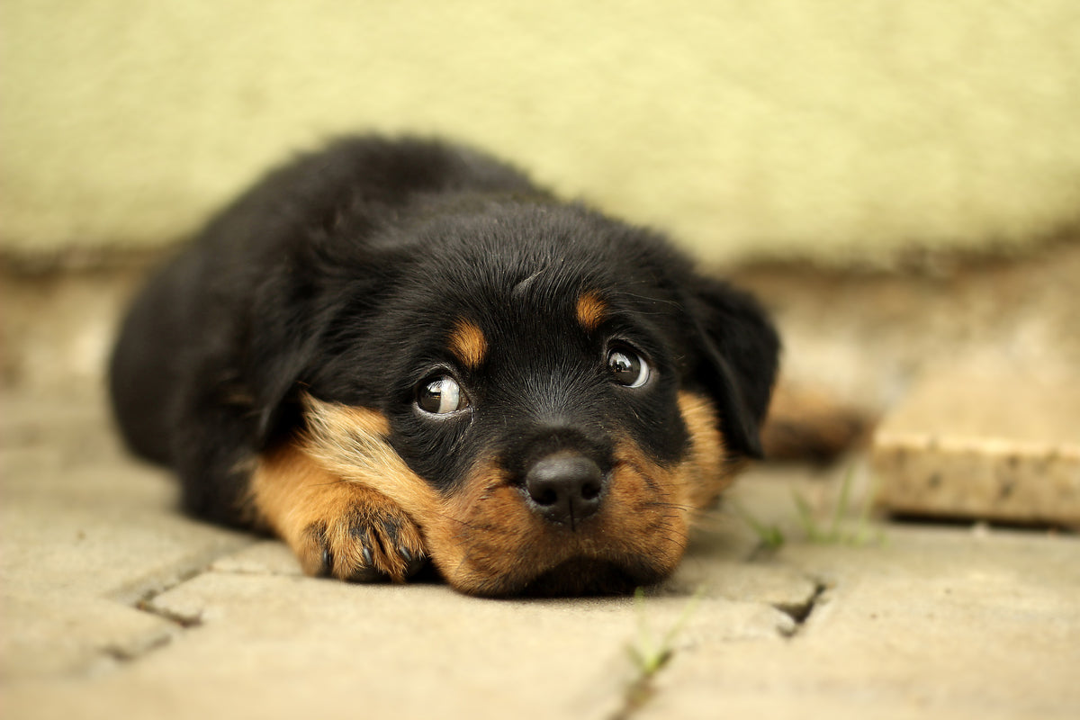 3-piece-canvas-print-sweet-rottweiler-puppy