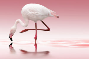 3-piece-aluminium-print-flamingo