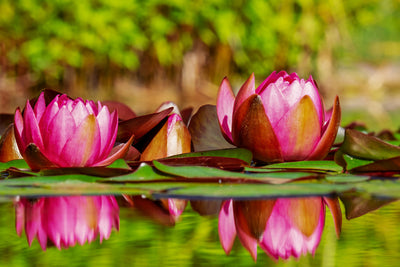 poster-print-red-water-lily-trio