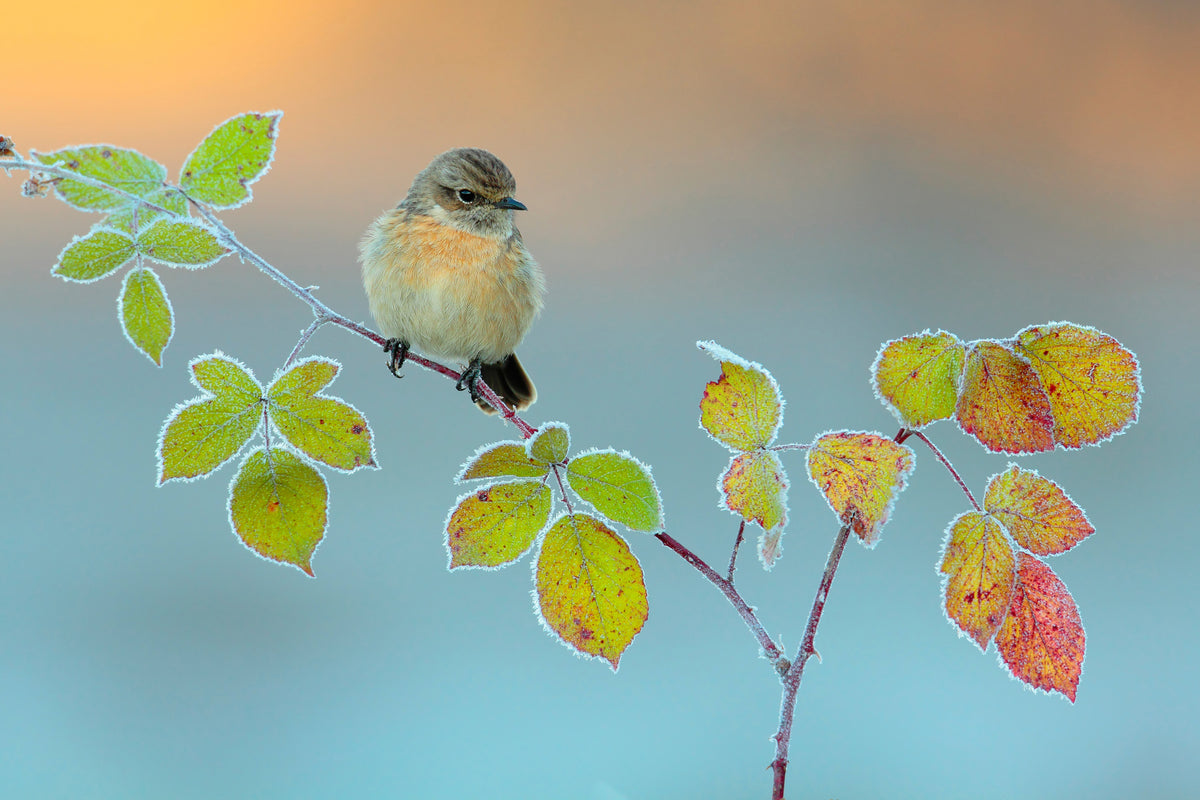 3-piece-aluminium-print-winter-colors