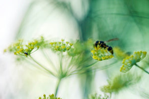 acrylic-print-xxl-parsnip