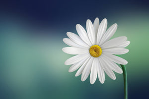 canvas-print-flower