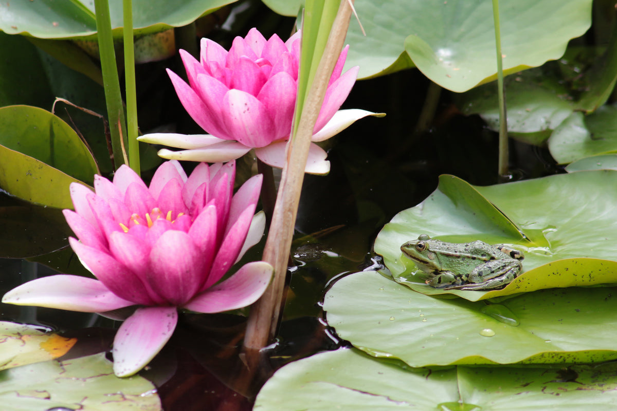 acrylic-print-the-frog-in-the-protection-of-water-lilies