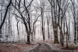 3-piece-canvas-print-wintry-forest