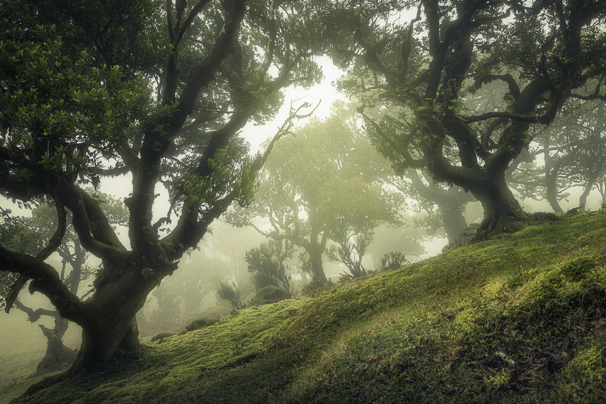 poster-print-enchanted-forest-xeb